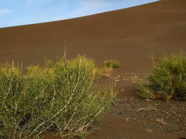 沙漠中的特有植物：白沙蒿