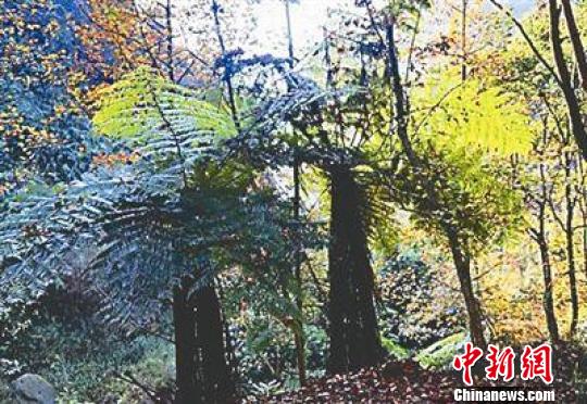 福建南平发现800余亩濒危植物“桫椤林”