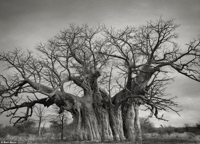 摄影师拍世上最古老树木 有些已经2000岁