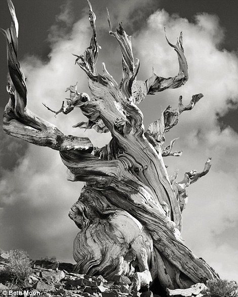 摄影师拍世上最古老树木 有些已经2000岁