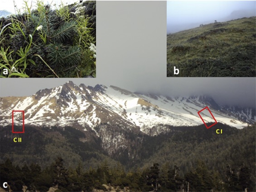 高山树线动态变化规律和气候驱动因子研究