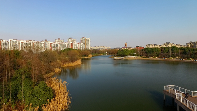 无人问津的上海小湿地