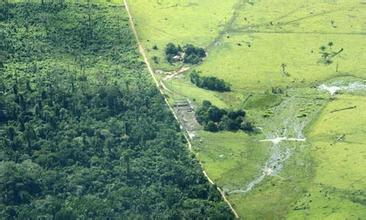 过度砍伐热带雨林的树木有什么危害