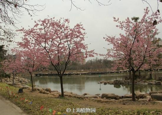 上海植物园第一波早樱已开放 