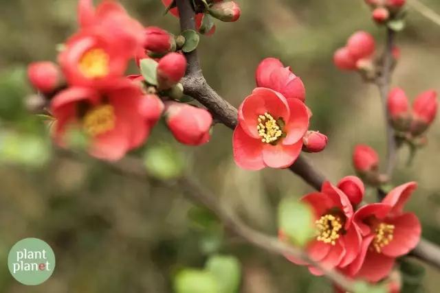 六种你不能错过的早春开花的最美灌木