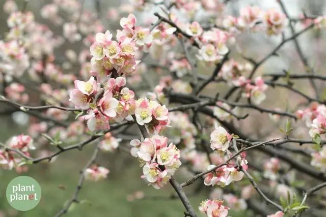 六种你不能错过的早春开花的最美灌木