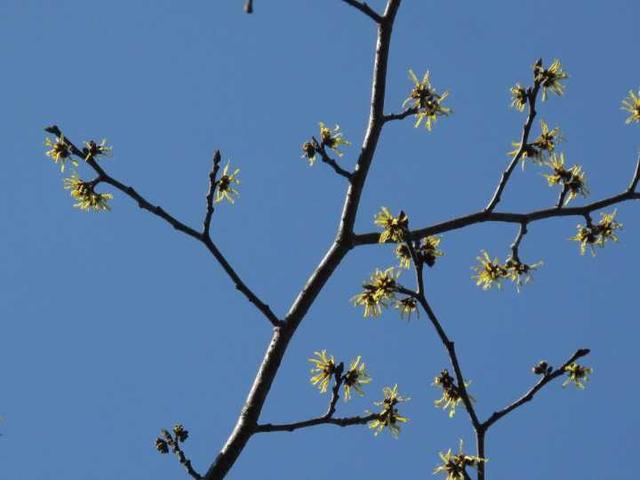 宁波现植物界极其罕见的金缕梅