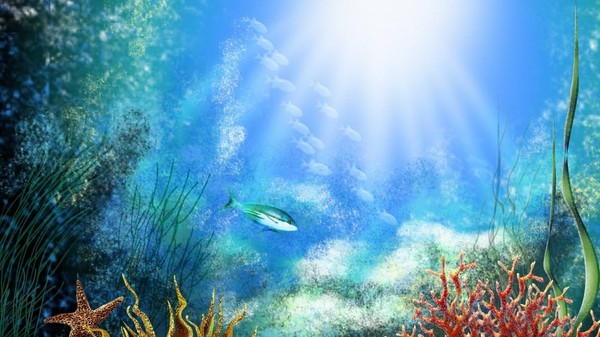 海水中的植物如何吸收阳光