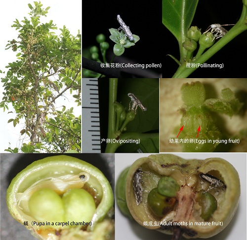 华南植物园植物和昆虫间共生机制的研究进展