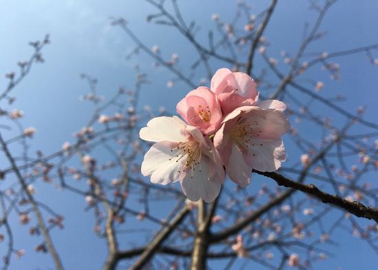 上海植物园发布3月上旬花讯