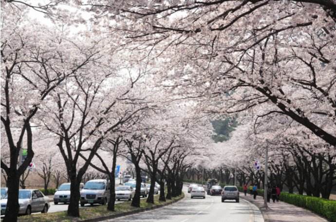 又到落英缤纷时——韩国樱花季