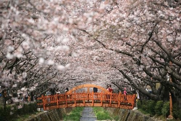 又到落英缤纷时——韩国樱花季
