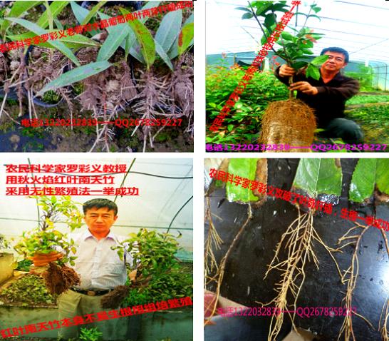 第六届中国植物快速繁殖技术研讨会即将召开