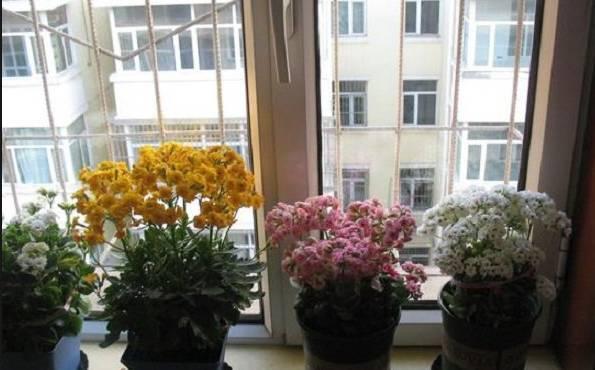 养在阳台上能够轻松长出小花海的盆栽花卉