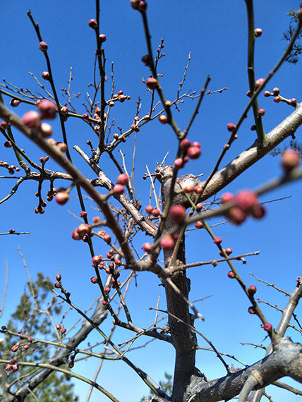 烟台植物园梅花3月中旬进入最佳观赏期