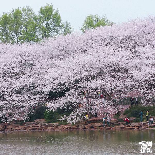 湖南省植物园的樱花绽放