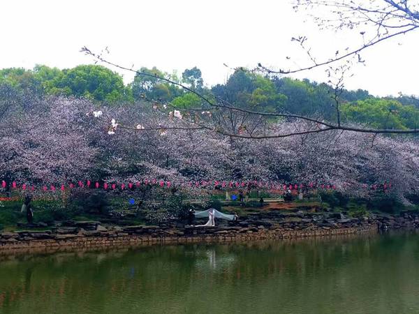 湖南省植物园的樱花绽放