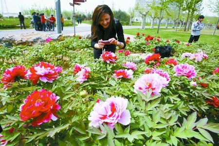 郑州：西流湖公园牡丹花展开幕