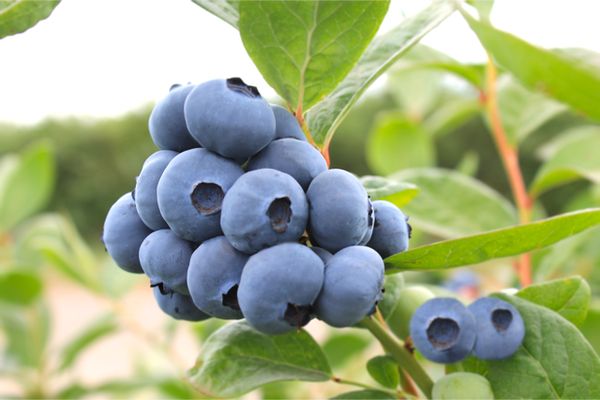 蓝莓新品种资源不断更新 