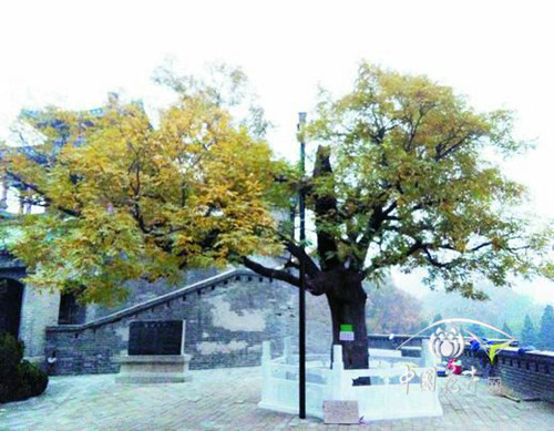 邯郸丛台公园一级国槐古树保护工程完工