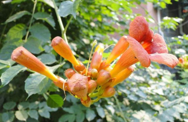 厚萼凌霄：美丽的攀援植物