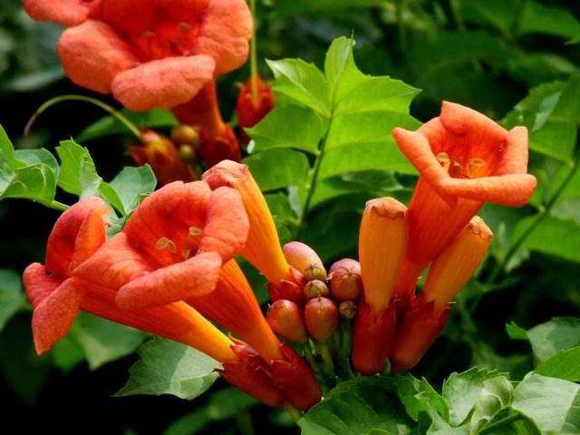 厚萼凌霄：美丽的攀援植物