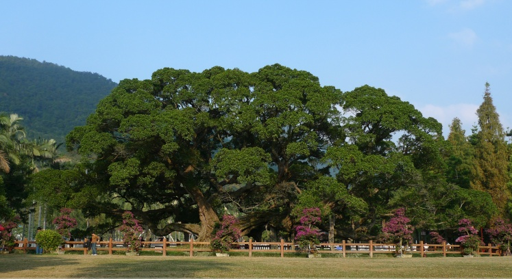 古树名木景观在现代园林中的应用