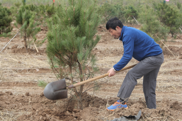 森源达积极参与中央国家机关单位义务植树活动