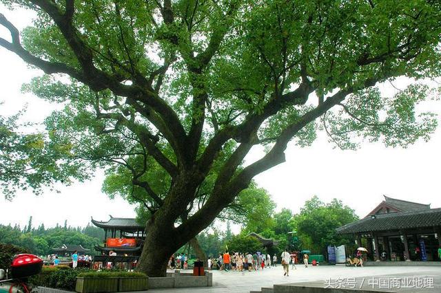 中国公认的9种顶级古树名木