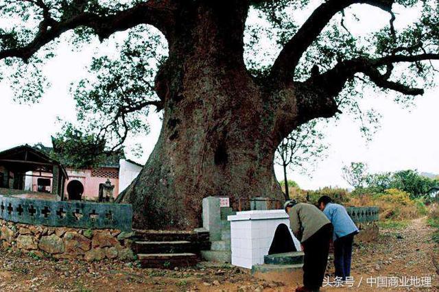 中国公认的9种顶级古树名木