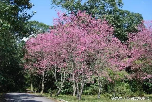 台湾福山植物园证实气候暖化确实影响开花期