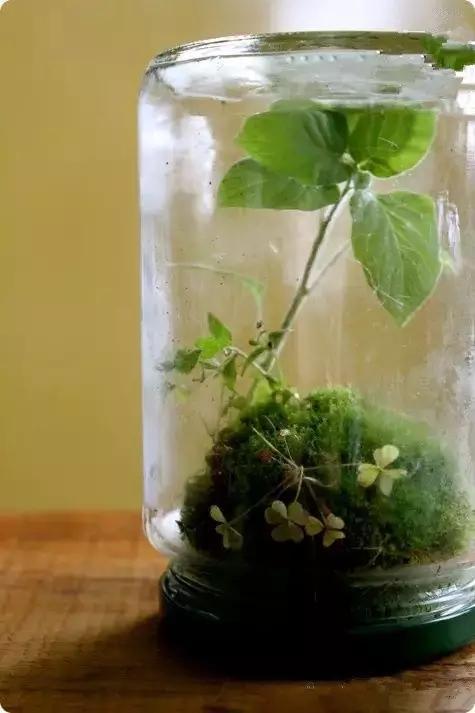 自己动手制作玻璃植物景观