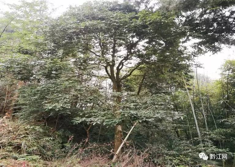 重庆首次发现国家二级野生保护植物花榈木