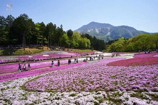 惊艳的日本羊山公园芝樱