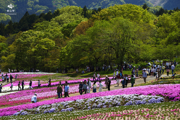 惊艳的日本羊山公园芝樱