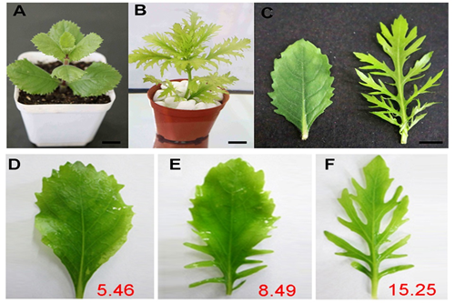 水生异形叶发育机制研究的模式植物被确认