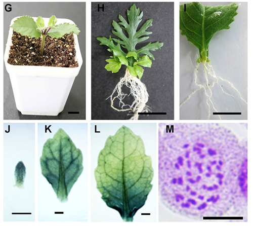 水生异形叶发育机制研究的模式植物被确认