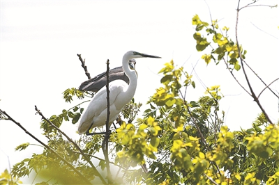 浙江宁波杭州湾国家湿地公园观鸟节启幕