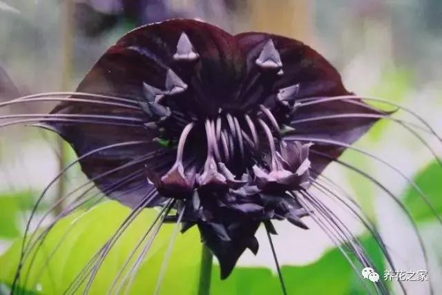 世界上最稀有的花卉颜色