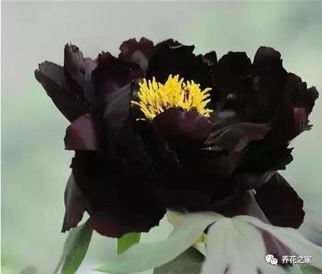 世界上最稀有的花卉颜色