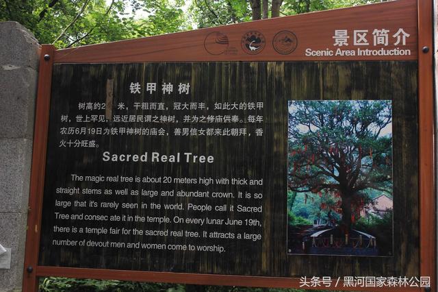 陕西黑河国家森林公园里的千年许愿神树