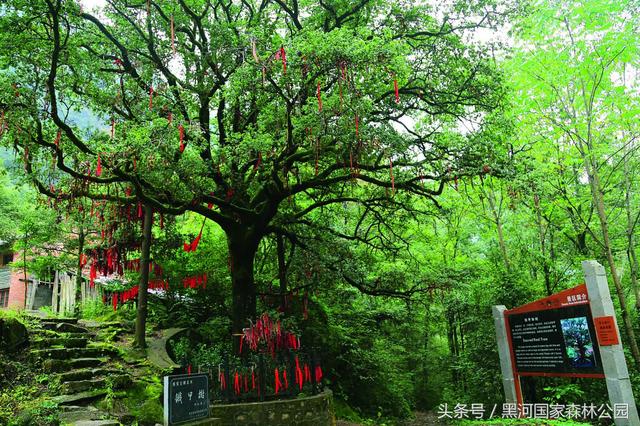 陕西黑河国家森林公园里的千年许愿神树