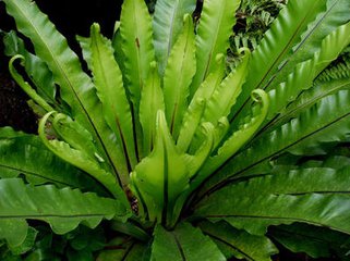 海南发现多种新记录蕨类植物