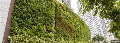 立体绿化植物墙为何这么受欢迎？
