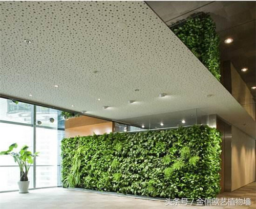 立体绿化植物墙为何这么受欢迎？