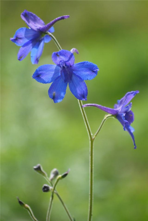 美得令人惊艳的蓝色花卉
