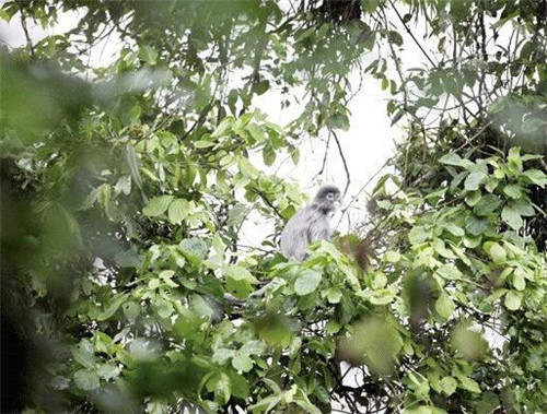 国家一级保护动物灰叶猴伤愈归山林