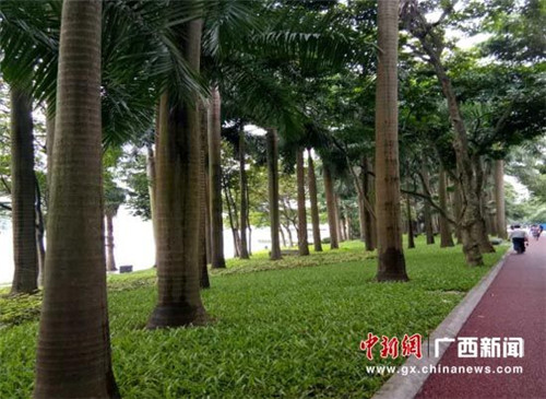 广西南宁南湖公园将建成“流淌的城市花园”