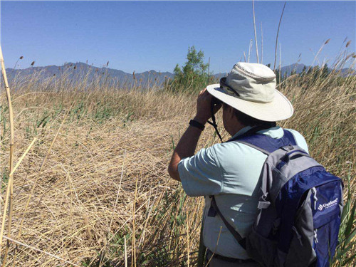 六月走进北京唯一的湿地鸟类自然保护区