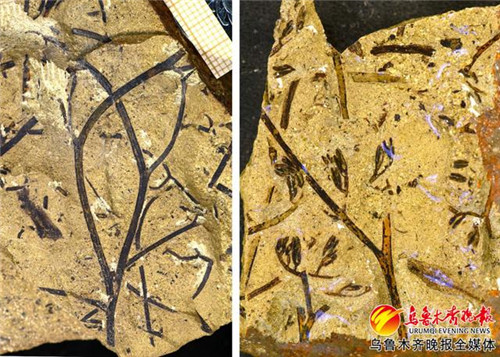 新疆发现4亿年前植物化石新属种 